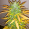 Семена сорта Vision Jack Auto Fem (Vision Seeds)