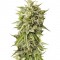 Семена сорта Bubba Kush Auto fem (Humboldt Seeds)