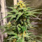 Семена сорта GG-48 fem (Nirvana Seeds)