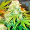 Семена сорта Pre-99 Big Bud fem