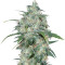 Микс семян конопли Sativa Pure Origin Collection 8 (World of Seeds)