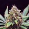 Семена сорта Sweet Skunk F1 Fast Version fem (Sweet Seeds)