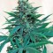 Семена сорта Royale Haze fem (Dinafem Seeds)