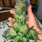 Семена сорта Kripple Roulette fem (Dr. Krippling Seeds)