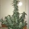 Семена сорта CBD Auto 1:1 auto fem (FastBuds Seeds)