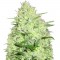 Семена сорта Berries & Cheese fem (Sumo Seeds)