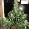 Семена сорта Blue Dream auto fem (FastBuds Seeds)