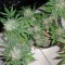 Семена сорта C99 fem (Female Seeds)