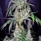 Семена сорта Hawaiian Snow fem (Green House Seeds)