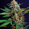 Семена сорта HighCloudZ Auto fem от Green House Seeds