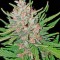 Сорт конопли Blue Kush