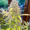 Семена сорта Acid Rain Autoflower (LSD) fem (Easy Grow Seeds)