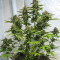 Семена сорта Auto Chronic Monster XXL fem (Victory Seeds)