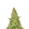 Семена сорта Power VIP fem (VIP seeds)