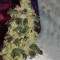 Семена сорта Wedding Cake Auto fem (Barney's Farm)