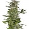 Семена сорта PolarLight #3 Auto fem