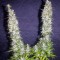 Семена сорта Monster fem (Eva Seeds)