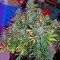 Семена сорта Critical Jack Autoflowering fem (Dinafem Seeds)