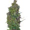 Семена сорта VIP Dwarf Auto fem (VIP seeds)