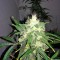 Семена сорта OG Kush Automatic fem (Nirvana Seeds)