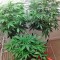 Семена конопли Blue Amnesia XXL Autoflowering