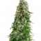 Семена сорта White Siberian fem (Dinafem Seeds)