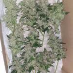 blueberry-cheese-auto-blue-cheese-auto-fem-barneys-farm.jpg