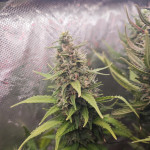 godzilla-cookies-auto-fem-herbies-seeds.jpg