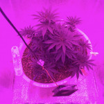 indian-kush-fem-vip-seeds.jpg