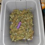 orange-sherbet-ff-fem-fastbuds.jpg