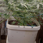 auto-anesthesia-fem-pyramid-seeds.jpg