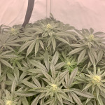 white-widow-fem-victory-seeds.jpeg
