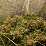 ddos-33-fem-herbies-seeds.jpg