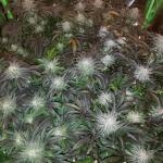 peyote-cookies-fem-barneys-farm.jpg