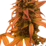 blackberry-auto-fem-fastbuds.png