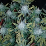 money-bush-fem-heavyweight-seeds.jpg
