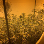 notorious-thc-fem-humboldt-seed-company.jpg