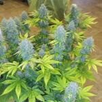 purple-punch-fem-barneys-farm.jpg