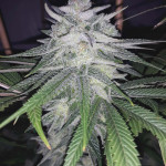 grandaddy-purple-fem-blimburn-seeds.jpg