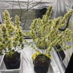 pineapple-express-auto-fem-barneys-farm.jpg