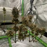 wedding-cake-auto-fem-barneys-farm.jpg