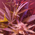 deep-purple-haze-auto-sumo-seeds.jpg
