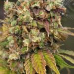 sour-strawberry-fem-barneys-farm.jpg
