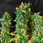 blueberry-cheese-auto-blue-cheese-auto-fem-barneys-farm.jpg