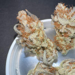 orange-creampop-fem-humboldt-seed-company.jpg
