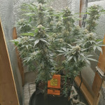 gorilla-glue-4-fem-original-sensible-seeds.jpg