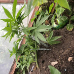 killer-kush-f1-fast-version-fem-sweet-seeds.jpg