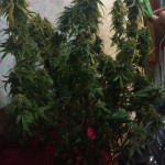 jack-47-auto-fem-sweet-seeds.jpg