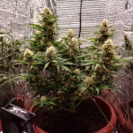 auto-galaxy-fem-pyramid-seeds.jpg