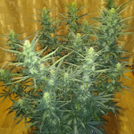 2-fast-2-vast-auto-fem-heavyweight-seeds.png